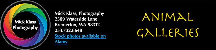 MJK Page Header